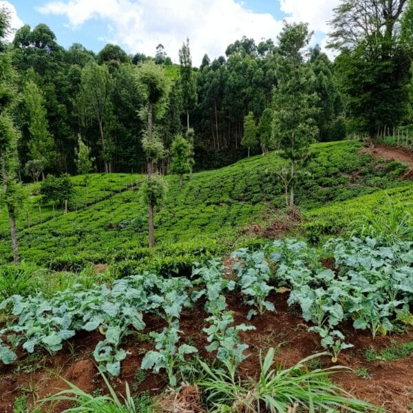 WhatsApp Image 2024 11 18 at 9 54 43 AM (1)