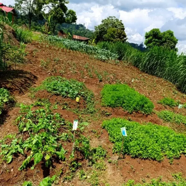 Partitioned sections of farm
