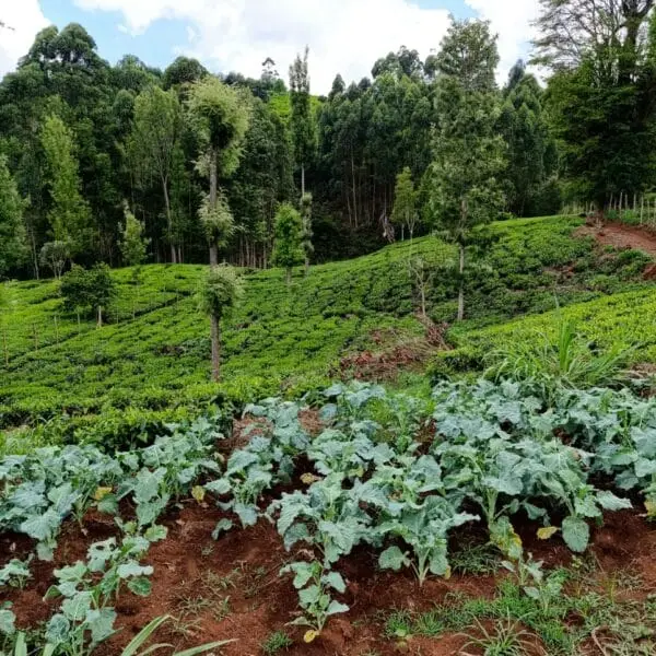 Sukuma wIKI